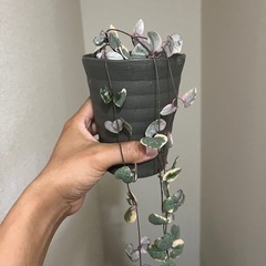 ハートカズラ　レディハートの画像