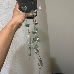 ハートカズラ　レディハートの画像