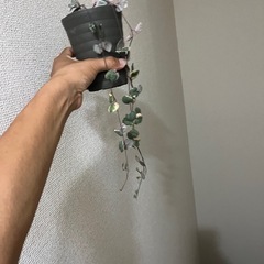 ハートカズラ　レディハートの画像