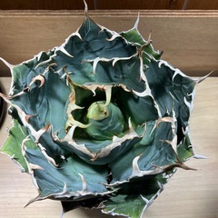 多肉植物 アガベ　白鯨の画像