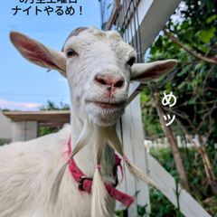 9月毎週土曜日　ナイト営業　ふれあい　伯方島　しまなみ