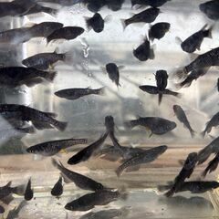 （決まりました）ブラックダイヤ　稚魚～若魚15匹＋α　1､000円の画像