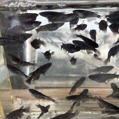 （決まりました）ブラックダイヤ　稚魚～若魚15匹＋α　1､000円の画像
