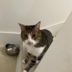 雑種♂5歳、アメショ︎︎ ♀3歳