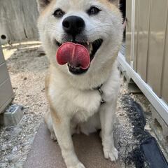 愛嬌のある外飼いの柴犬　７歳