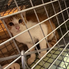 明日TNR手術予定の3ヶ月子猫