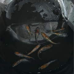 三色ラメメダカ10匹
　の画像