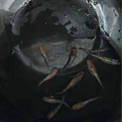 三色ラメメダカ10匹
　の画像