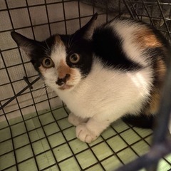明日TNR手術予定の3ヶ月子猫