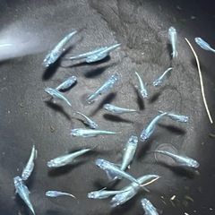 孫心めだか　サボテンの画像