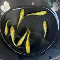 めだか　サンシャイン 1ペアの画像