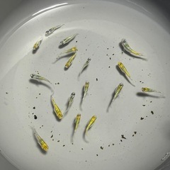 孫心めだか　8ビートの画像