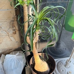 トックリラン（観葉植物）の画像