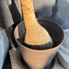 トックリラン（観葉植物）の画像