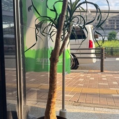 トックリラン（観葉植物）の画像