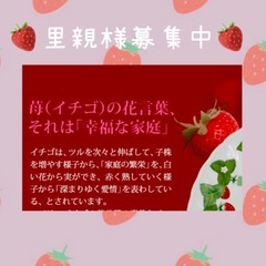 里親様募集しています💁🏼‍♀️🍓