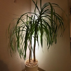 ドラセナ 観葉植物の画像