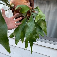 ビカクシダの画像