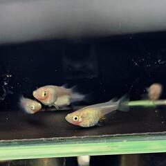 めだか 紅ほっぺ 10匹 メダカ 改良メダカ　の画像