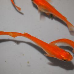 メダカ　小野紅帝稚魚３０匹（１㎝位）の画像