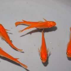 メダカ　小野紅帝稚魚３０匹（１㎝位）の画像