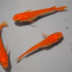 メダカ　小野紅帝稚魚３０匹（１㎝位）の画像