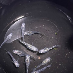 孫心めだか　黒百式系の画像