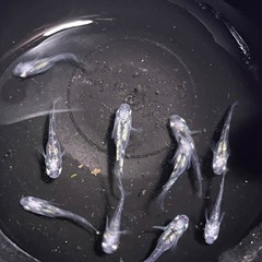 孫心めだか　黒百式系の画像