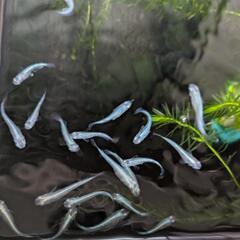 【お取引中】緑光幹之メダカ幼魚　10匹500円の画像