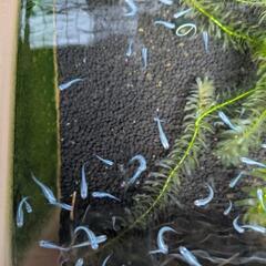 【お取引中】緑光幹之メダカ幼魚　10匹500円の画像