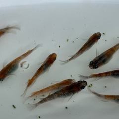 三色ラメメダカ 11匹の画像