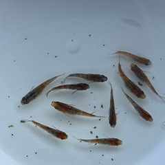 三色ラメメダカ 11匹の画像