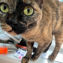 元野良猫のらむちゃん