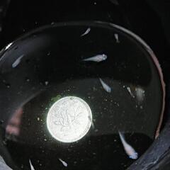 🉐★めだか〜ポニョ　出目半ダルマ針子〜稚魚10匹の画像