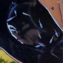 輝きの✨yurisis💐＊＊若魚１０匹【ラメ魚メダカ 】の画像
