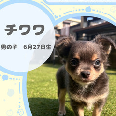 チワワの男の子