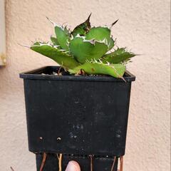アガベ　チタノタの画像
