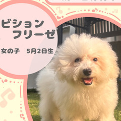 ビションフリーゼの女の子
