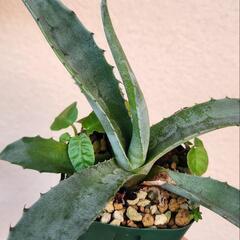 アガベ　ドルステニア・フォエチダ付き　塊根植物の画像
