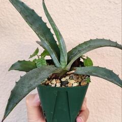 アガベ　ドルステニア・フォエチダ付き　塊根植物の画像