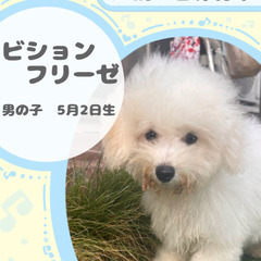 ビションフリーゼの男の子
