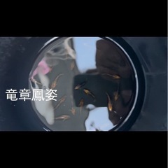 メダカ　1000円均一の画像