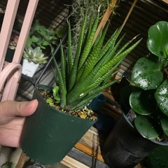 雨ざらし　炎天下放置っ子　？アロエ？サボテン？多肉　観葉植物　の画像