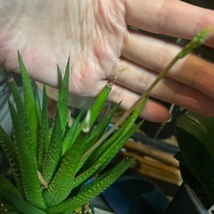 雨ざらし　炎天下放置っ子　？アロエ？サボテン？多肉　観葉植物　の画像