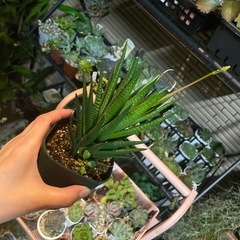 雨ざらし　炎天下放置っ子　？アロエ？サボテン？多肉　観葉植物　の画像