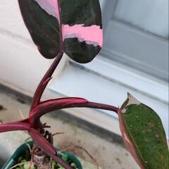ピンクプリンセス　観葉植物の画像