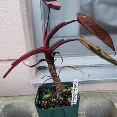 ピンクプリンセス　観葉植物の画像