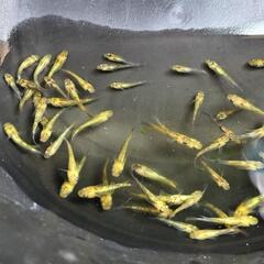 夜桜ゴールドXメダカ若魚10匹+a③の画像