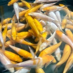 鯉　7センチ前後の画像