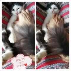 ９月７日日曜豊崎どうぶつ病院13時から譲渡会参加しまーす♥…
